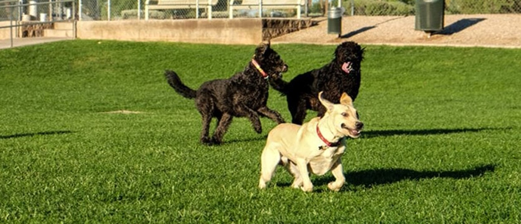 cane socializza al parco con altri cani