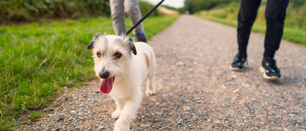 cane socializza al parco con altri cani