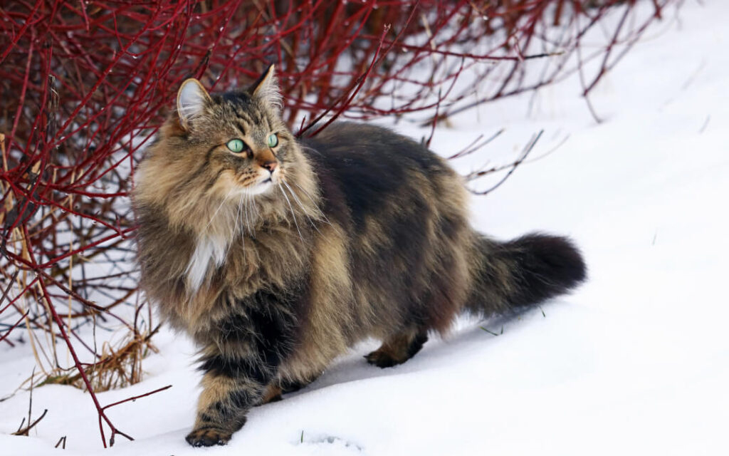 gatto norvegese delle foreste