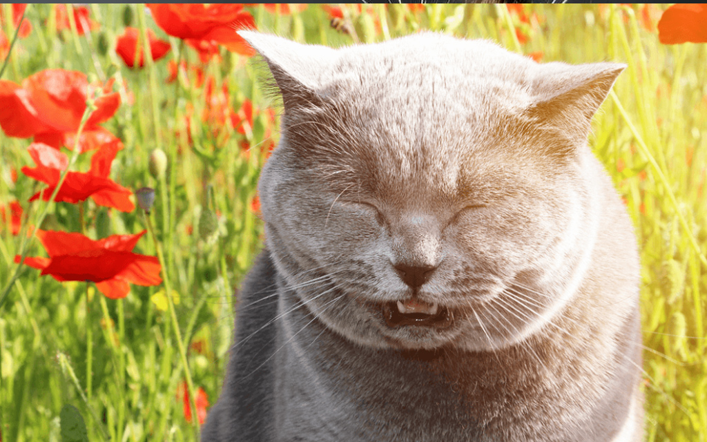 Gatto starnutisce per allergia