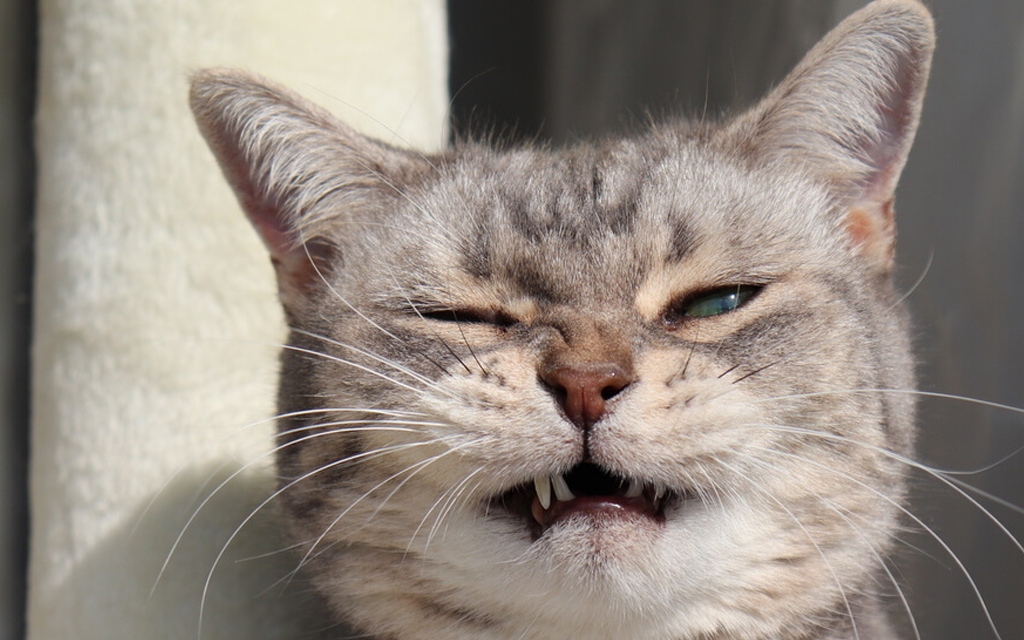 Gatto starnuto