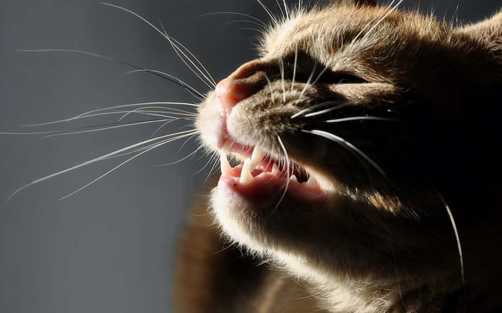 Gatto che starnutisce
