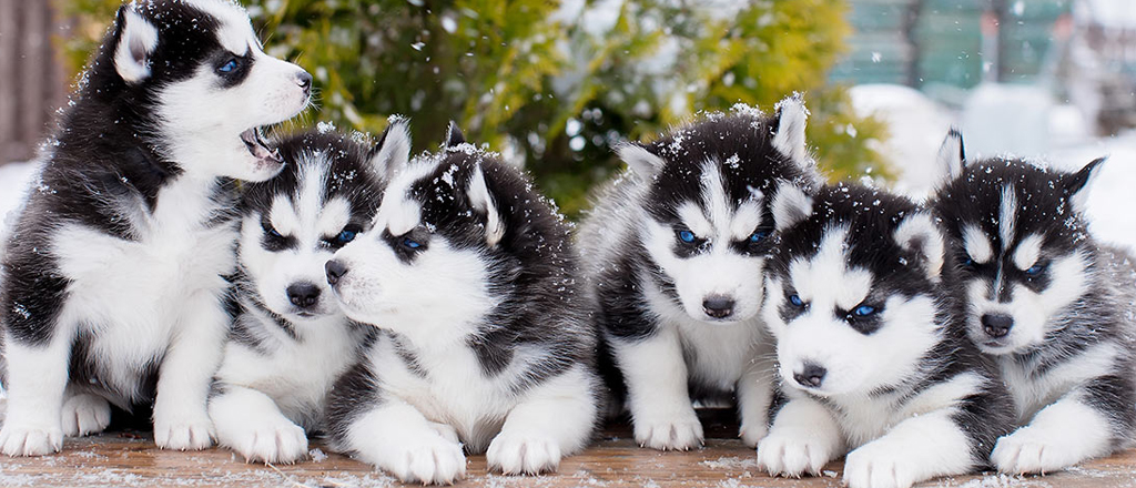 Cuccioli di Alaskan Husky 