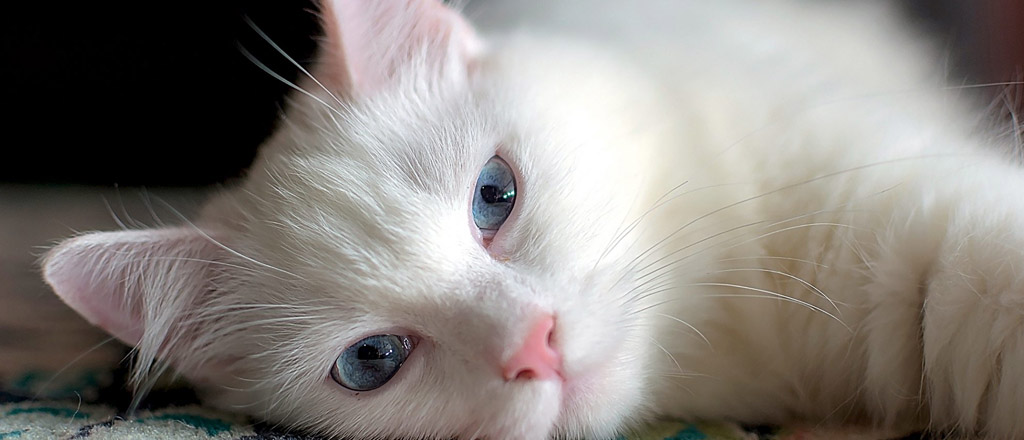 Angora turco - turkish angora