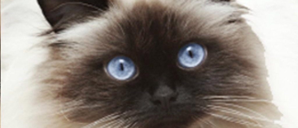Esemplare gatto himalayano occhi blu