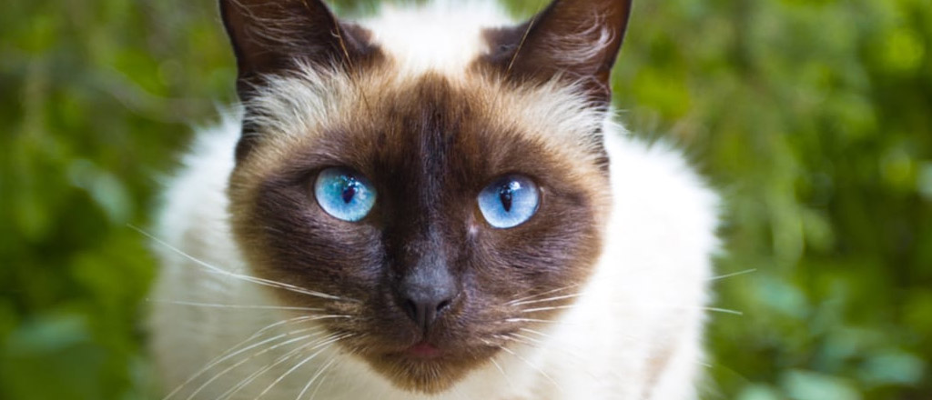 Gatto siamese occhi fissi