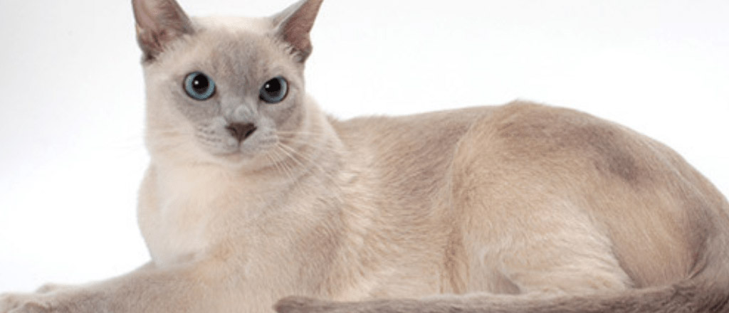 Gatto Tonkinese