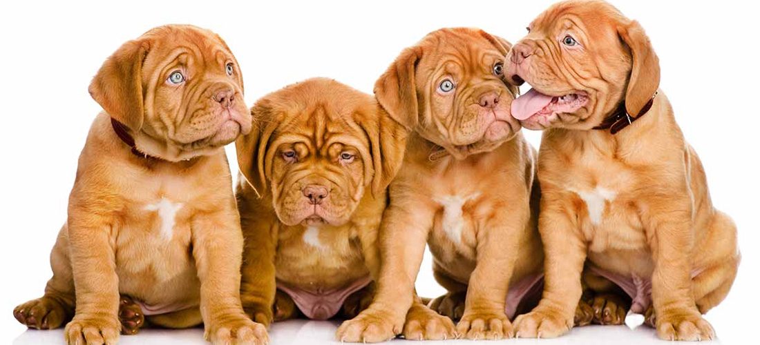 Cuccioli di Dog de Bordeaux