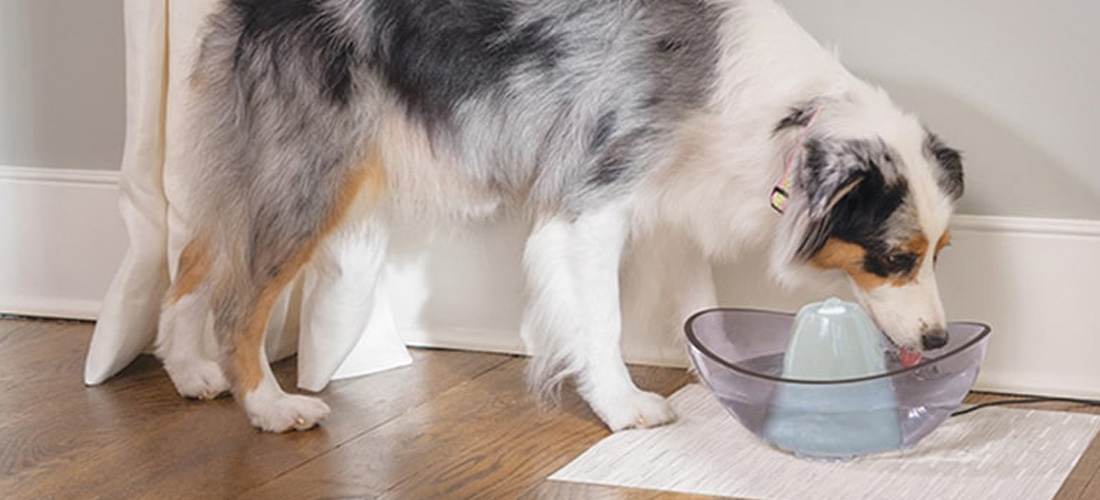 Un cane beve da una fontanella