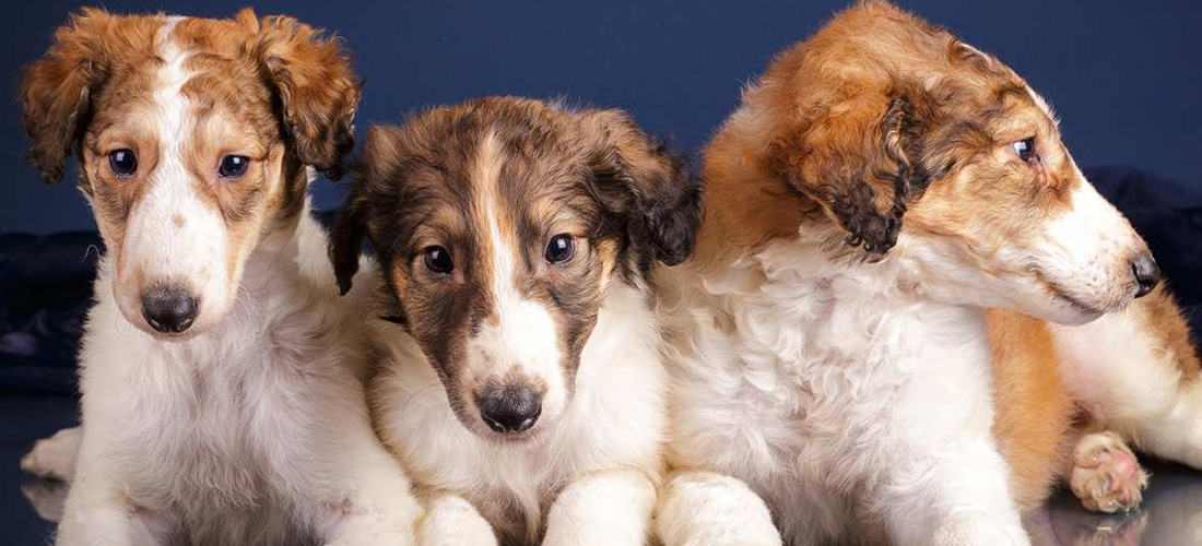 Tre cuccioli di Borzoi