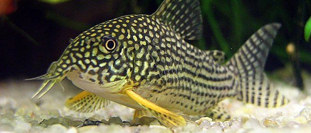 Corydoras