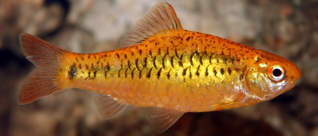 Barbodes semifasciolatus