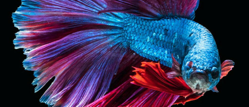 Betta