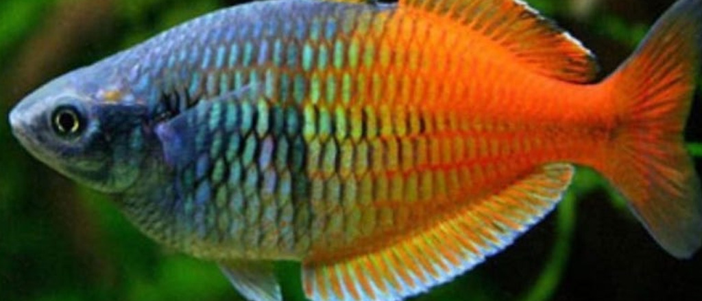 Pesce arcobaleno