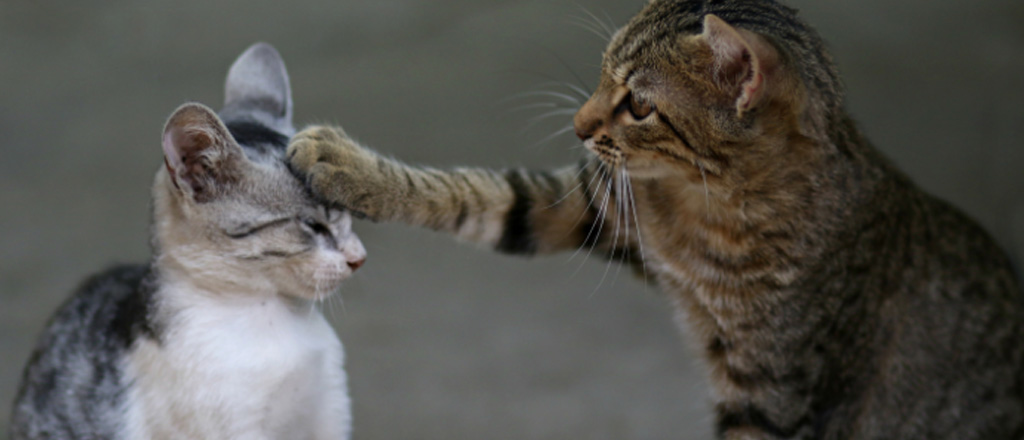 Schiaffi e aggressività tra gatti